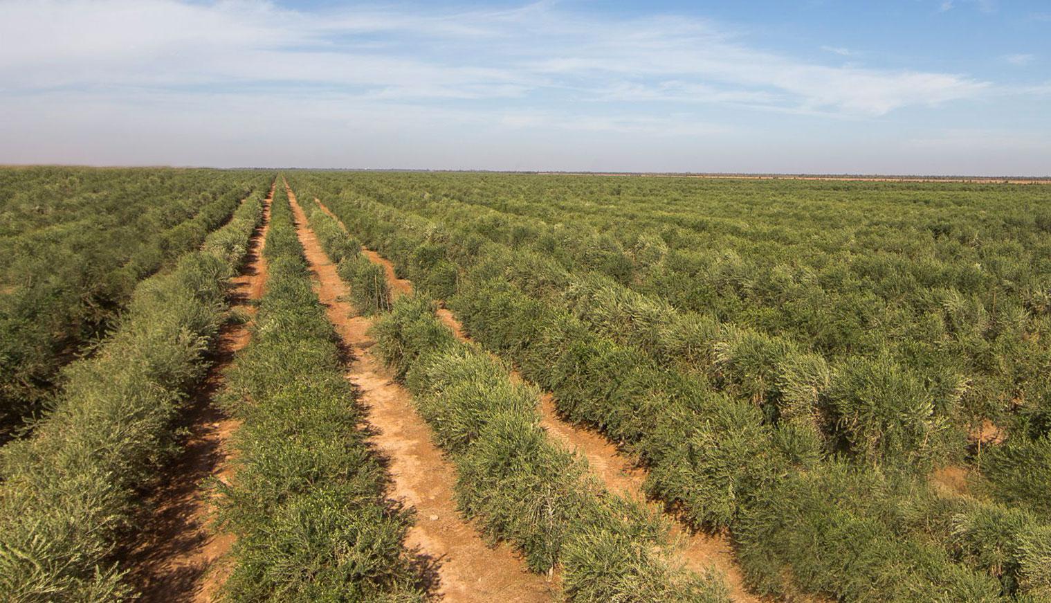 Olive Research Center Olive Research Center